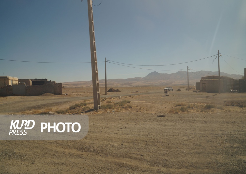 کشت سیب زمینی؛ برداشت خشکسالی