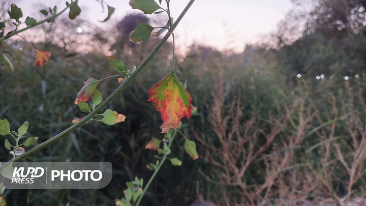 یک عصر پاییزی در مهاباد