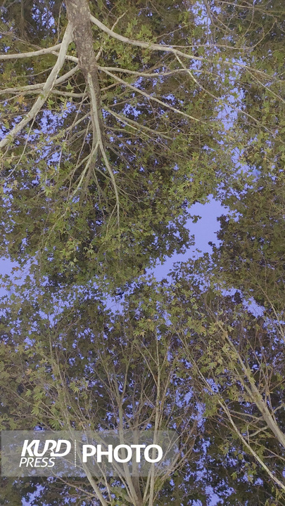 یک عصر پاییزی در مهاباد