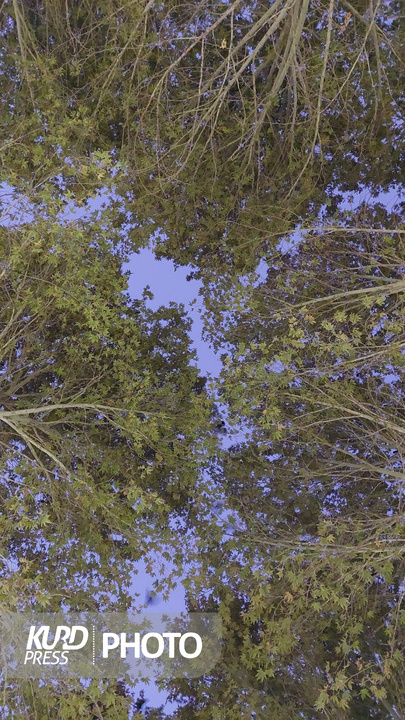 یک عصر پاییزی در مهاباد