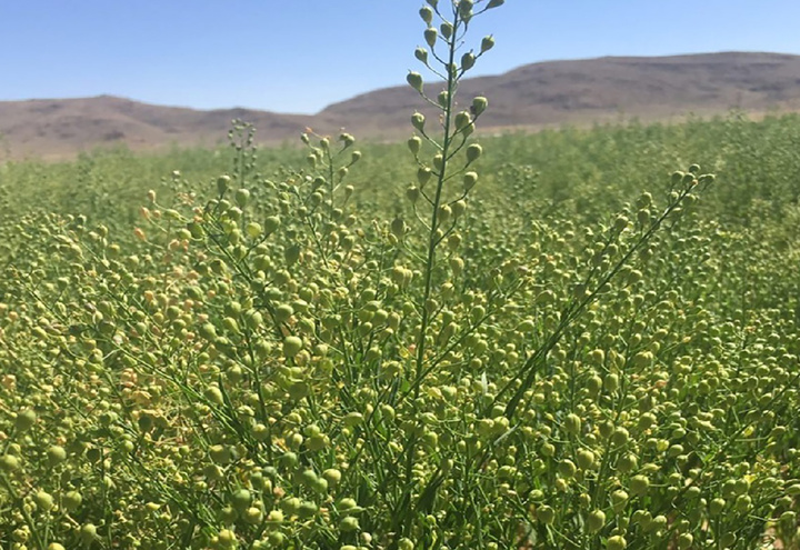 آغاز کشت ۵۰۰ هکتاری گیاه روغنی کاملینا در اراضی دیم کردستان