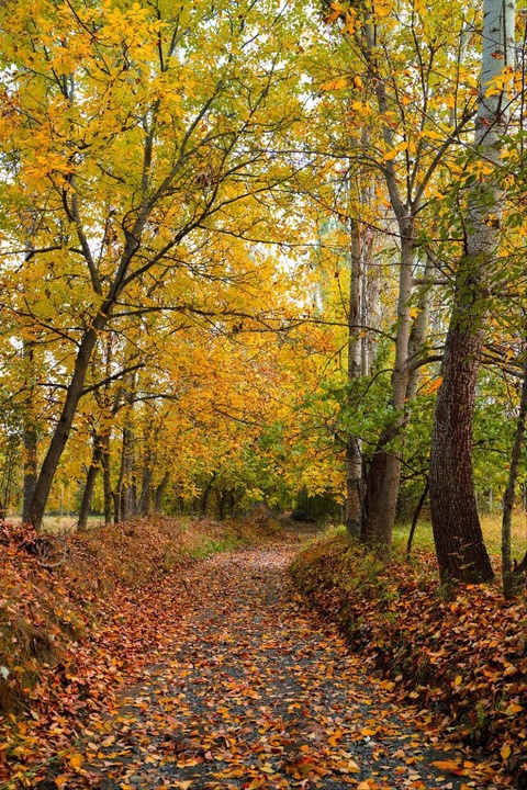 طبیعت پاییزی ارومیه