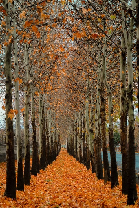 طبیعت پاییزی ارومیه