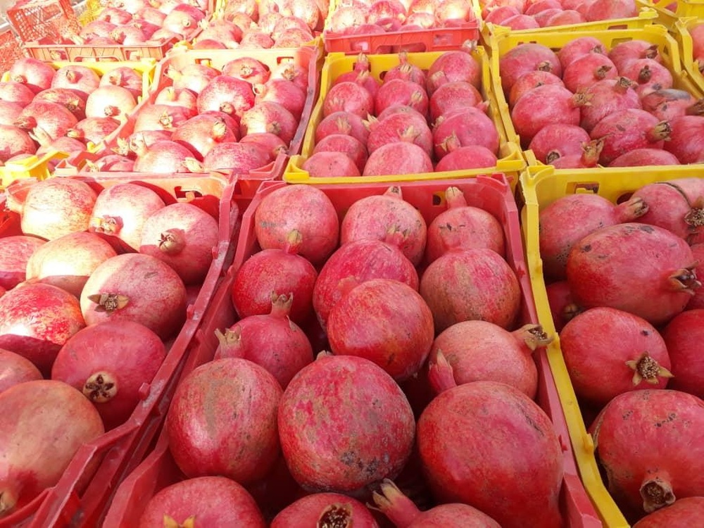 عراق ۸۵ درصد انار صادراتی ایران را می خرد