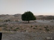 درختی که از خون و آب رویید؛ روایت مردی که با دو دبه، جاده سرنی را سبز کرد / یاسر بابایی