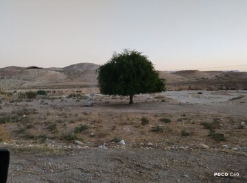 درختی که از خون و آب رویید؛ روایت مردی که با دو دبه، جاده سرنی را سبز کرد / یاسر بابایی