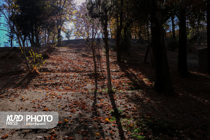 رقص طلایی برگ ها در خیابان های سنندج / عکاس : عرفان کرمی