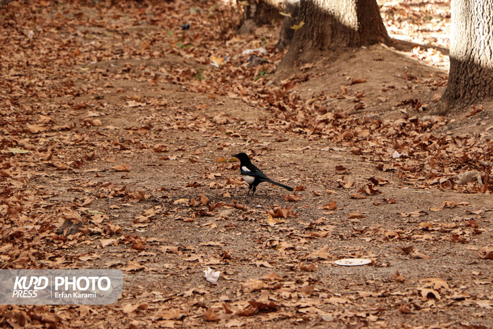 رقص طلایی برگ ها در خیابان های سنندج / عکاس : عرفان کرمی