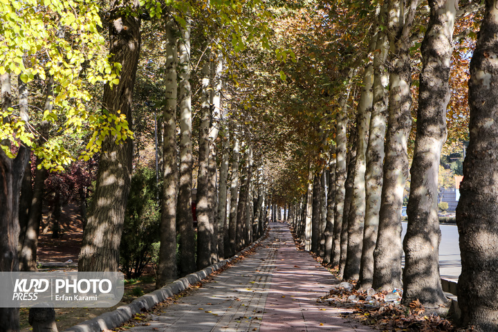 رقص طلایی برگ ها در خیابان های سنندج / عکاس : عرفان کرمی
