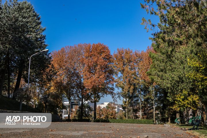 رقص طلایی برگ ها در خیابان های سنندج / عکاس : عرفان کرمی