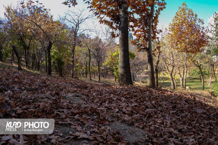 رقص طلایی برگ ها در خیابان های سنندج / عکاس : عرفان کرمی