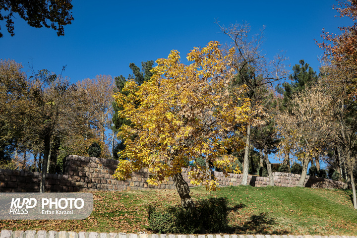 رقص طلایی برگ ها در خیابان های سنندج / عکاس : عرفان کرمی