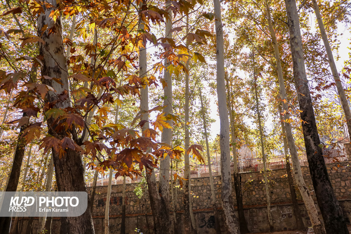 رقص طلایی برگ ها در خیابان های سنندج / عکاس : عرفان کرمی