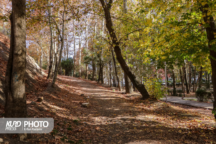 رقص طلایی برگ ها در خیابان های سنندج / عکاس : عرفان کرمی