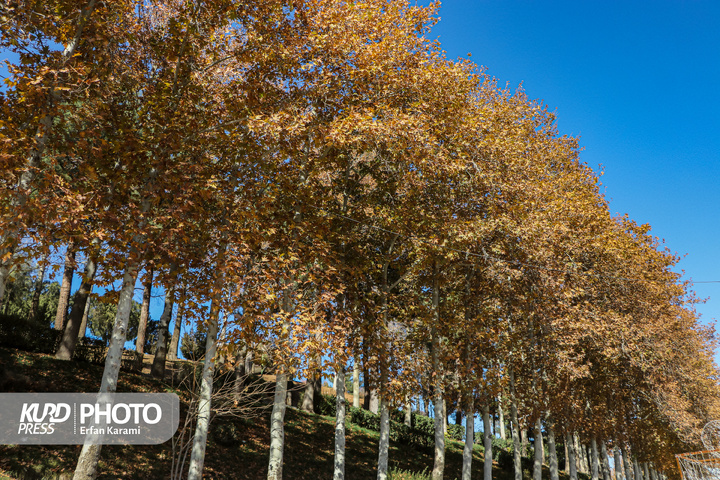 رقص طلایی برگ ها در خیابان های سنندج / عکاس : عرفان کرمی
