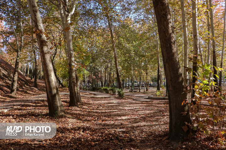 رقص طلایی برگ ها در خیابان های سنندج / عکاس : عرفان کرمی