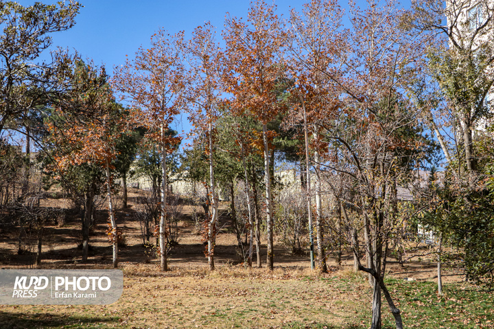 رقص طلایی برگ ها در خیابان های سنندج / عکاس : عرفان کرمی