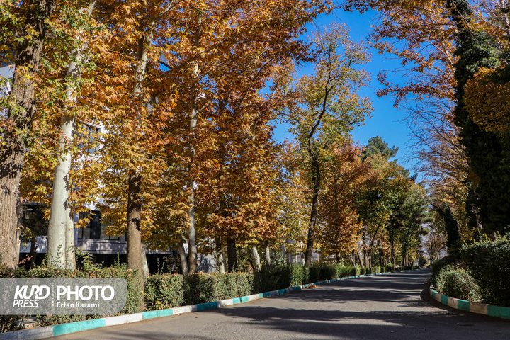 رقص طلایی برگ ها در خیابان های سنندج / عکاس : عرفان کرمی