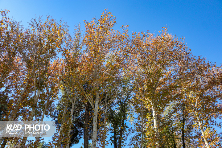 رقص طلایی برگ ها در خیابان های سنندج / عکاس : عرفان کرمی