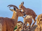 سرشماری پهپادی حیات وحش در جزایر پارک ملی دریاچه ارومیه