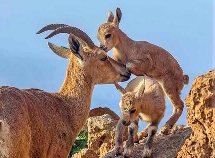 سرشماری پهپادی حیات وحش در جزایر پارک ملی دریاچه ارومیه