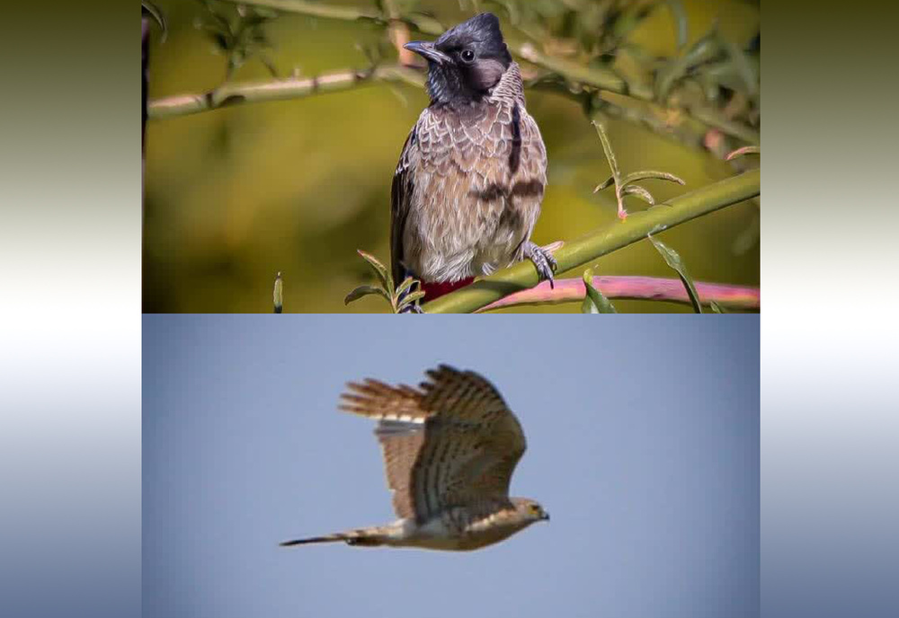 ۲ گونه پرنده جدید در سنندج ثبت شد