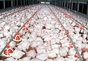 رییس جهاد کشاورزی: تولید گوشت مرغ در آذربایجان‌غربی مطلوب است