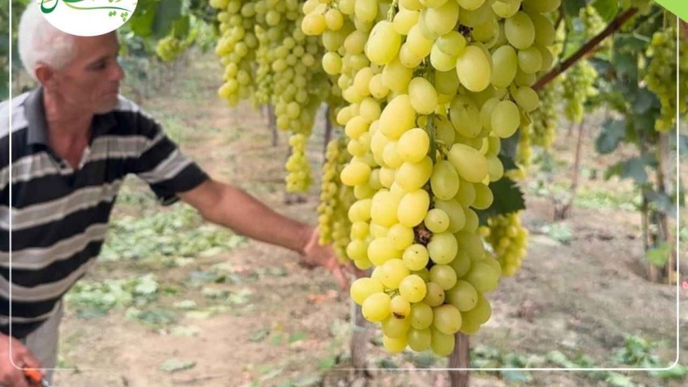 شاه‌ رقم انگور مناطق کم‌ آب؛ انگور بیدانه زرد (کشمشی)