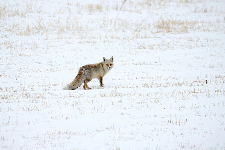 دست برف بر شانه‌های کردستان ترکیه نشست و دل ها را شاد کرد + تصاویر