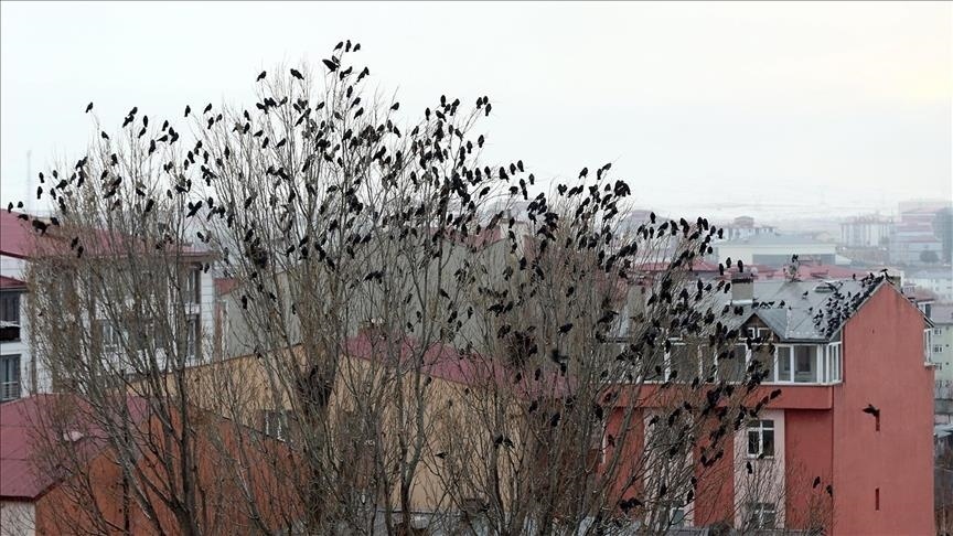 دست برف بر شانههای کردستان ترکیه نشست و دل ها را شاد کرد + تصاویر