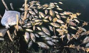 تلف شدن یک میلیون قطعه ماهی به علت سیل اخیر در کردستان عراق