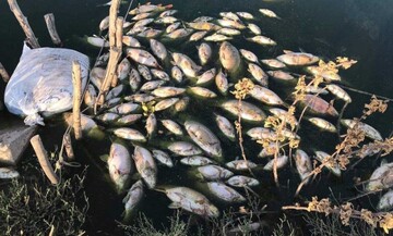 تلف شدن یک میلیون قطعه ماهی به علت سیل اخیر در کردستان عراق