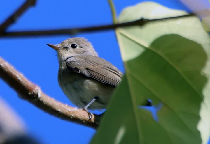 گونه مگس گیر سینه سرخ در کردستان ثبت شد