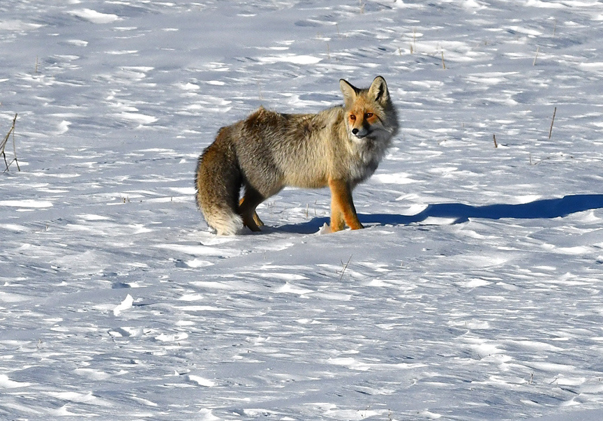 دیده شدن روباه سرخ و شاهین پاپر در طبیعت برفی ساری‌قامیش