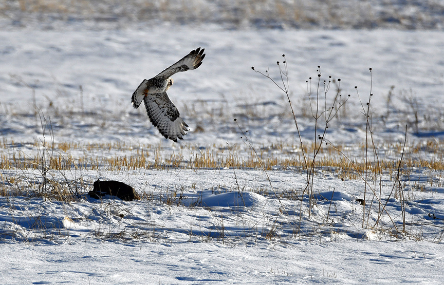 دیده شدن روباه سرخ و شاهین پاپر در طبیعت برفی ساریقامیش