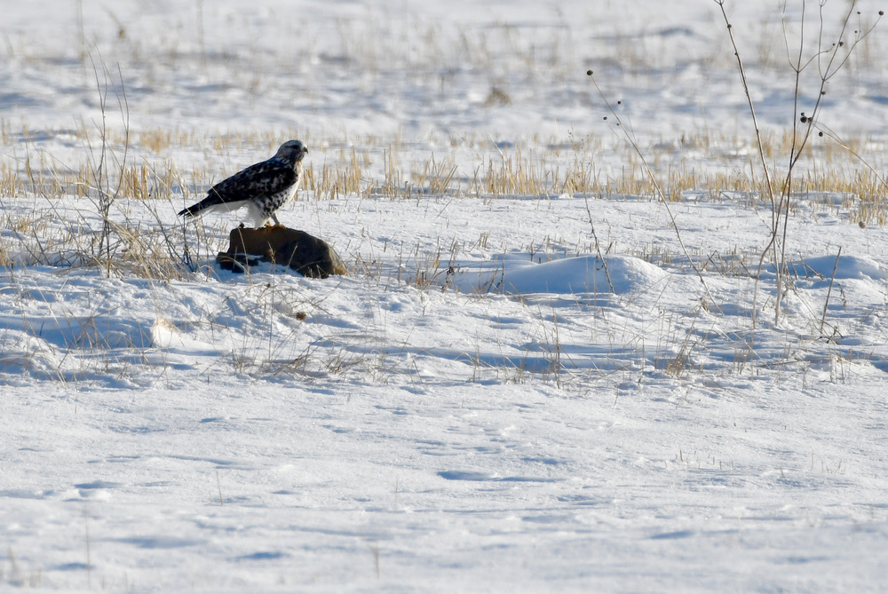 دیده شدن روباه سرخ و شاهین پاپر در طبیعت برفی ساری‌قامیش