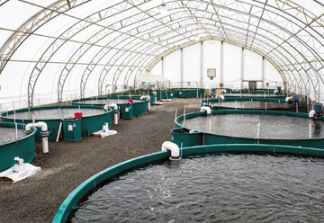 کردستان به قطب تولید ماهیان زینتی غرب کشور تبدیل می شود