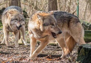 احتمال حضور حیات‌وحش در مناطق مسکونی/شهروندان از غذارسانی خودداری کنند