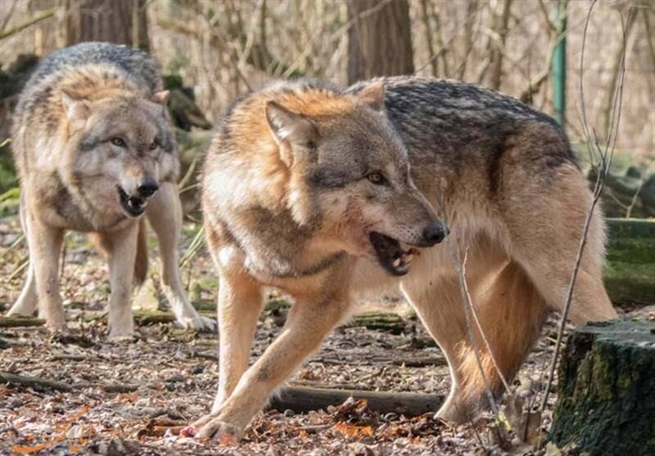 احتمال حضور حیات‌وحش در مناطق مسکونی/شهروندان از غذارسانی خودداری کنند