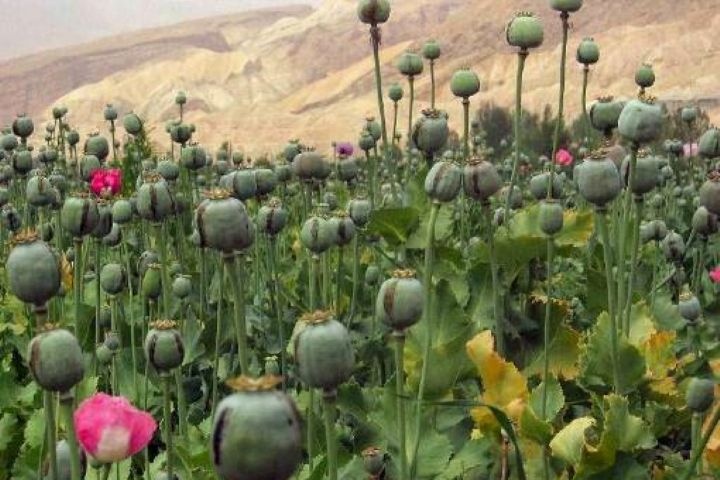 وقتی خشکسالی، بی‌برنامگی و طمع، راه را برای کشت خشخاش باز می‌کند / فرامرز قاسمی