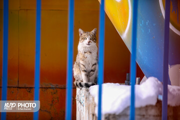 سفید پوش شدن سنندج / عکاس : عرفان کرمی