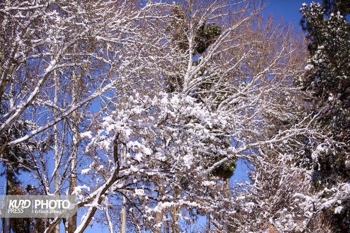 تولد دوباره سنندج پس از بارش برف / عکاس : عرفان کرمی