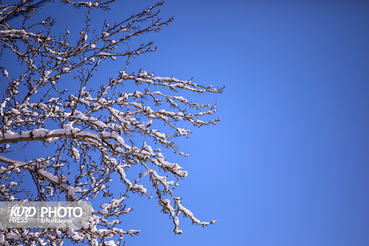 تولد دوباره سنندج پس از بارش برف / عکاس : عرفان کرمی
