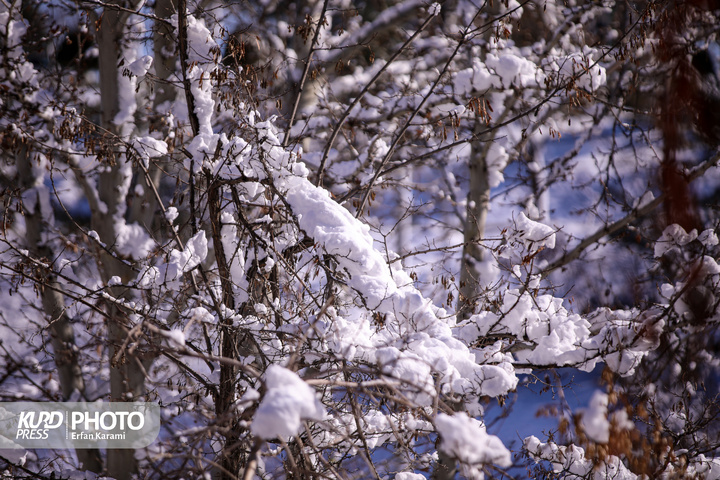 تولد دوباره سنندج پس از بارش برف / عکاس : عرفان کرمی