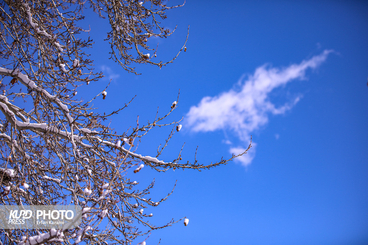 تولد دوباره سنندج پس از بارش برف / عکاس : عرفان کرمی