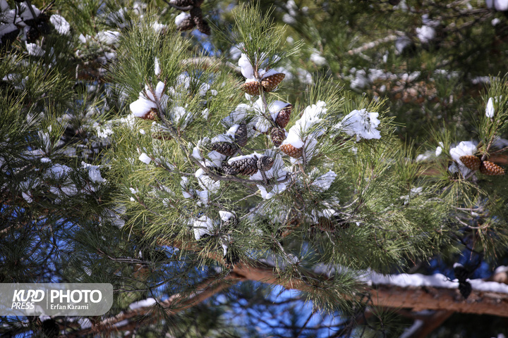 تولد دوباره سنندج پس از بارش برف / عکاس : عرفان کرمی