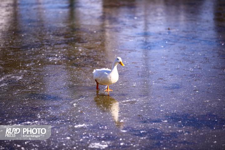 تولد دوباره سنندج پس از بارش برف / عکاس : عرفان کرمی