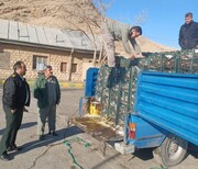 نیسان حامل ۱۸۰۰ کیلوگرم ماهی صید غیرمجاز در خوی توقیف شد