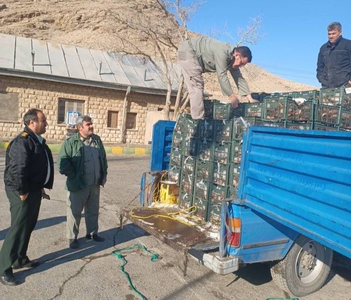 نیسان حامل ۱۸۰۰ کیلوگرم ماهی صید غیرمجاز در خوی توقیف شد