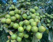 برداشت ۱۰ تن گردو از هر هکتار باغات کردستان با این نهال گردو پربار